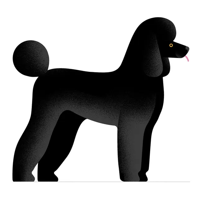 Black standard poodle profile illustration, minimal, illustrated, light