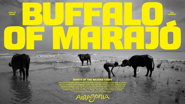 Amazonia Buffalo of Marajo poster, photographic, typographic, high-contrast