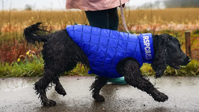 RSPCA brand photography of a dog in a branded coat, photographic, cinematic, muted
