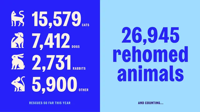 RSPCA rescue statistics split panel, typographic, infographic, vibrant