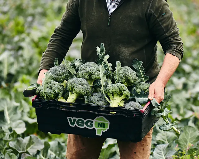 Veg NI branded crate of broccoli in the field, photographic, minimal, muted