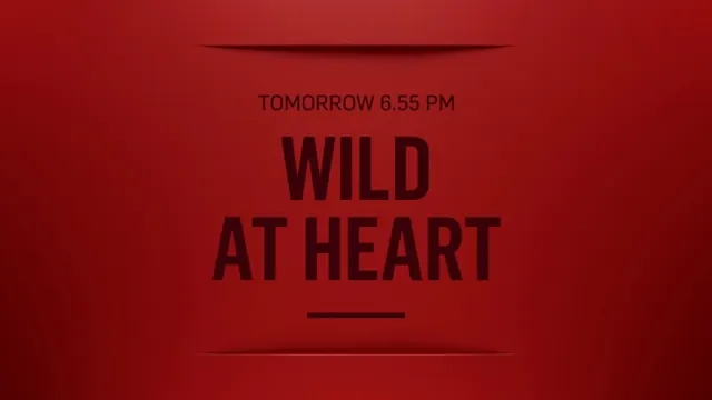 Wild At Heart Event Announcement, minimal, geometric, vibrant