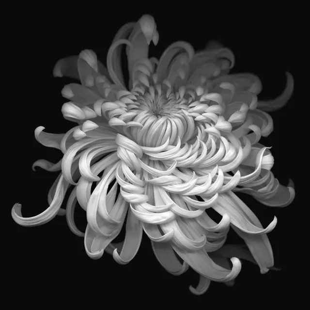 Monochromatic 3D rendered chrysanthemum with curved petals, 3d-render, organic, monochrome