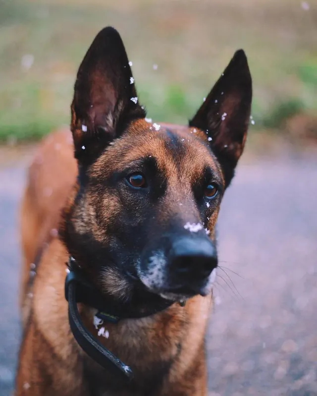 German Shepherd Portrait, photographic, earthy