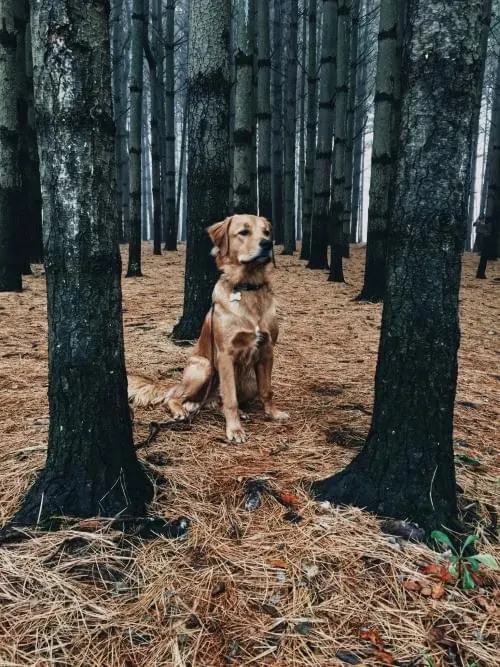 Dog in Forest, photographic, organic, earthy
