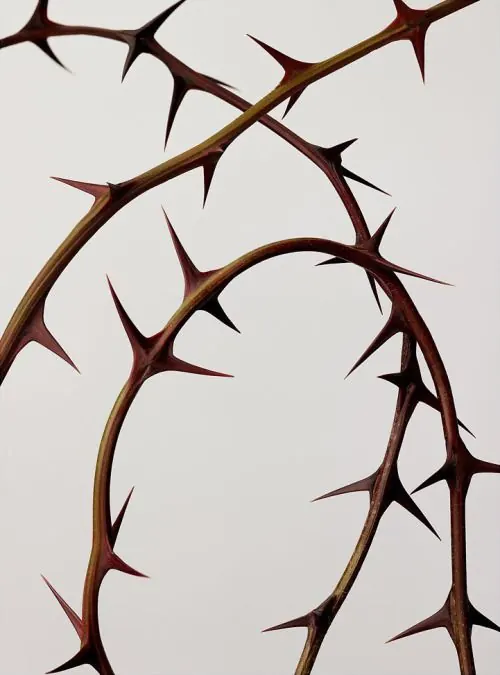 Organic minimal abstract graphic, organic, minimal, dark