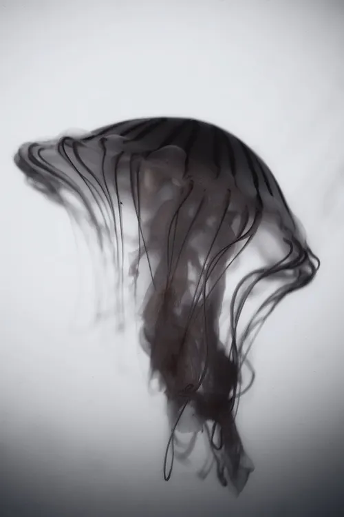 Abstract Ink Fluidity, organic, minimal, monochrome