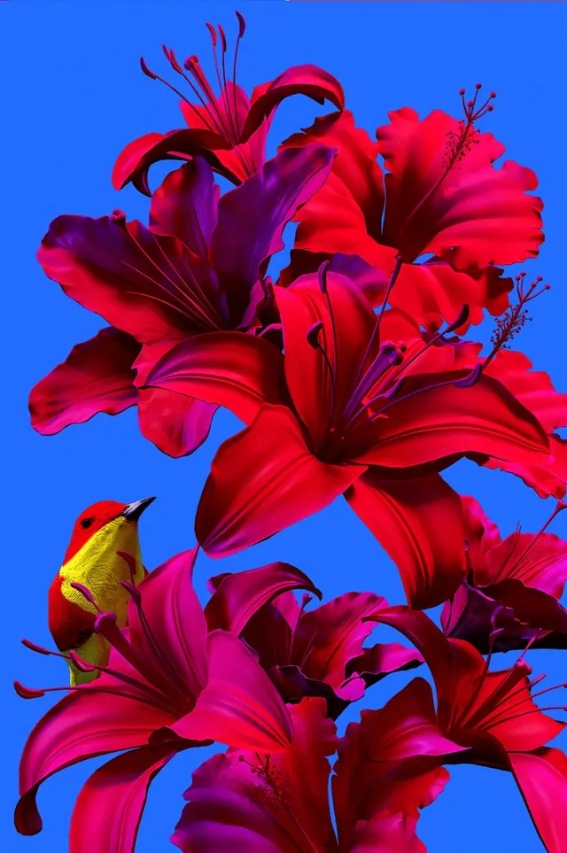 Red Amaryllis on Blue Background, organic, vibrant