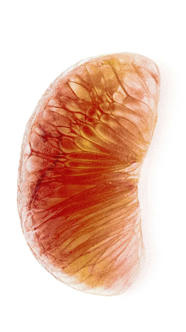 Organic Amber Texture, organic, abstract, warm