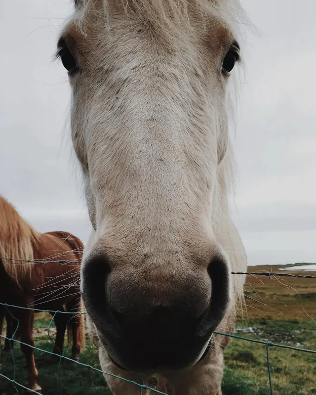 Close-up Horse Portrait, photographic, organic, muted