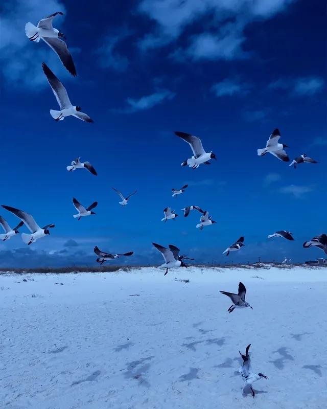 Snowy Landscape with Birds, photographic, minimal, cool