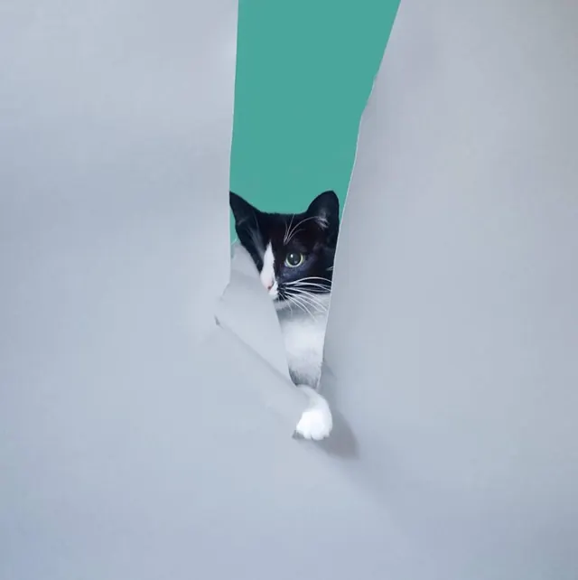 Torn Paper Cat Graphic, minimal, organic, light
