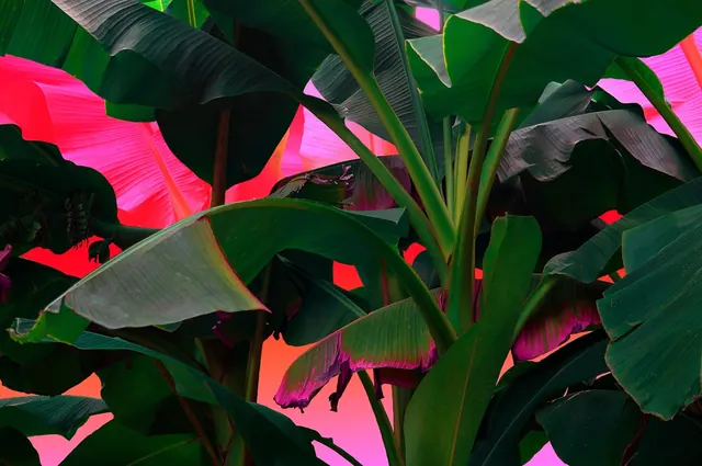 Tropical Foliage with Pink Background, organic, photographic, vibrant