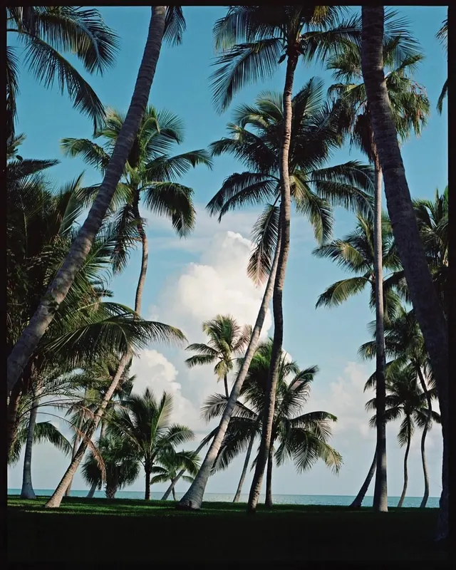 Tropical Palm Grove, photographic, organic, vibrant