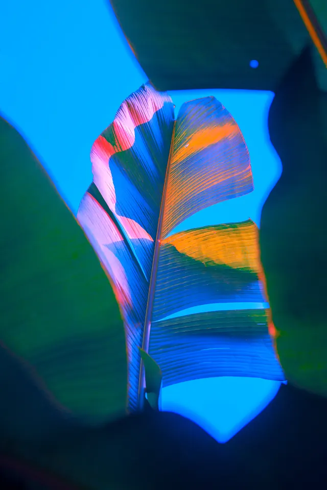 Abstract Feather with Neon Accents, organic, gradient-heavy, vibrant