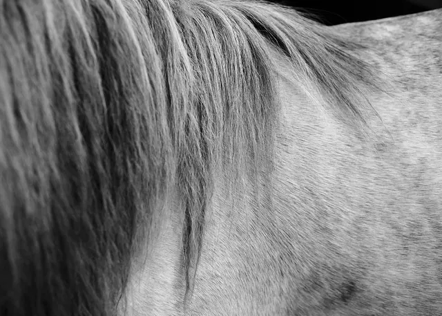 Monochrome Horse Hair Close-up, monochrome, photographic, monochrome