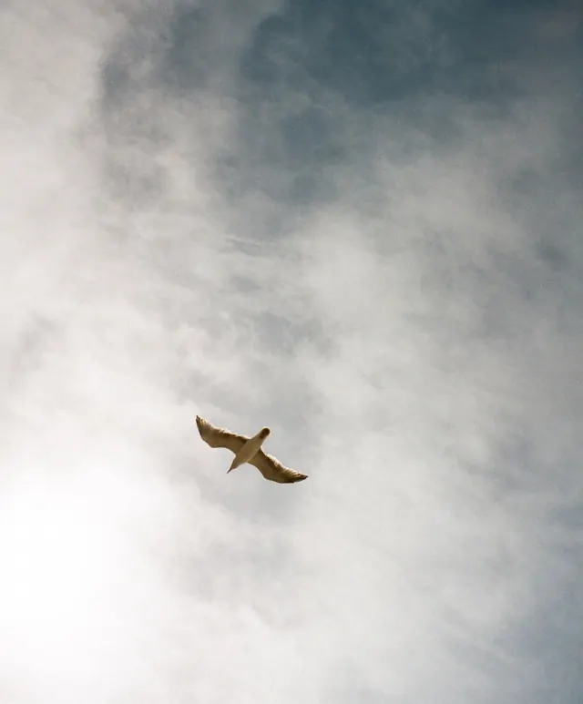 Bird in Cloudy Sky, photographic, organic, light
