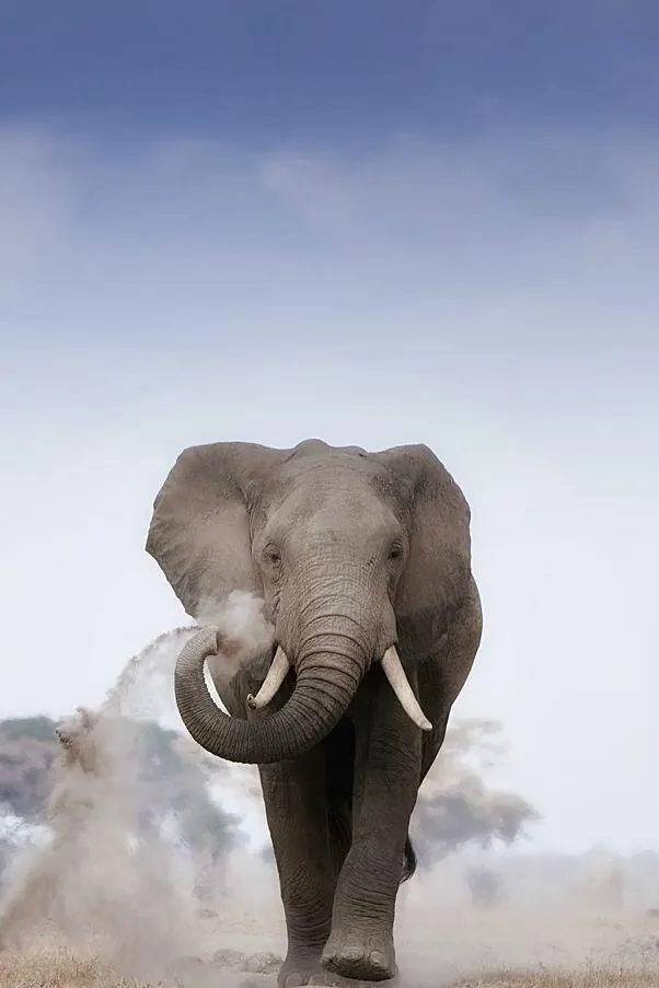Elephant in the Dust, photographic, organic, muted