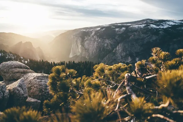 Mountain Landscape with Pine Trees, photographic, organic, muted