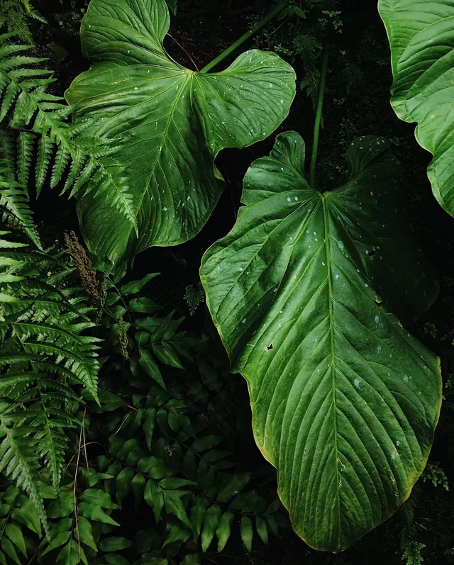 Tropical Monstera Leaf Pattern, organic, illustrated, vibrant