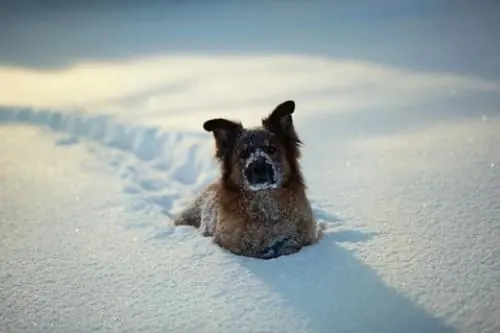 Dog in Snow Photograph, photographic, organic, light