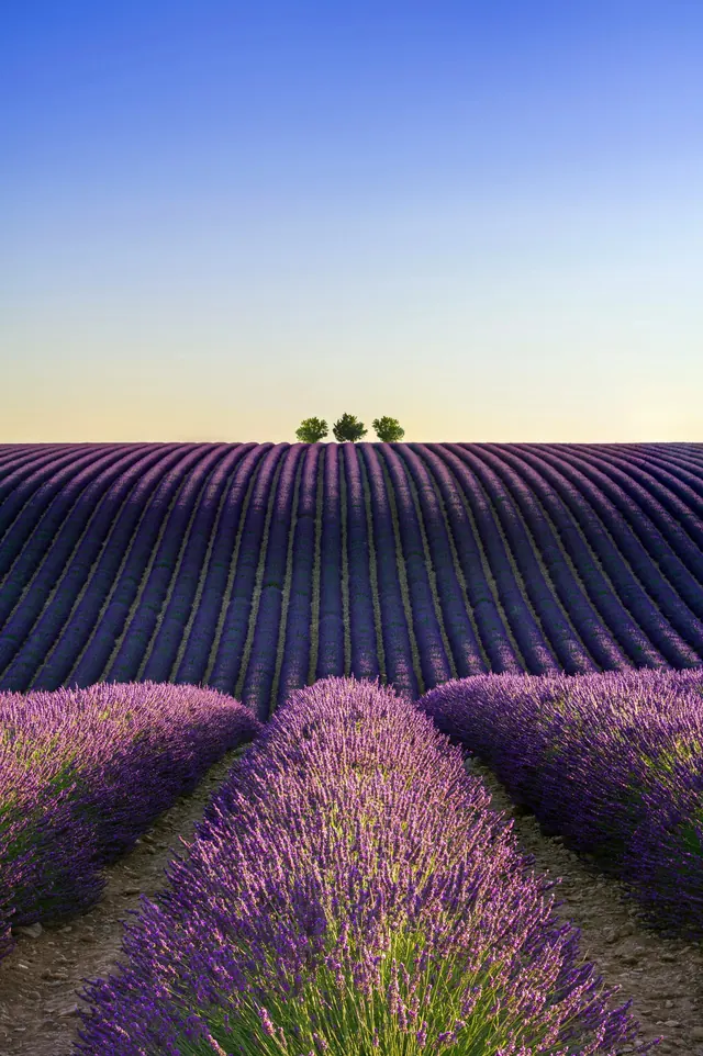 Lavender Field Landscape, photographic, organic, vibrant