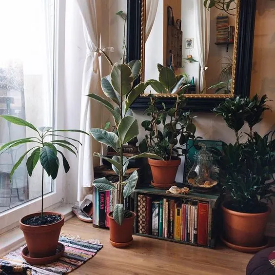 Indoor Plant Display with Books, organic, photographic, earthy