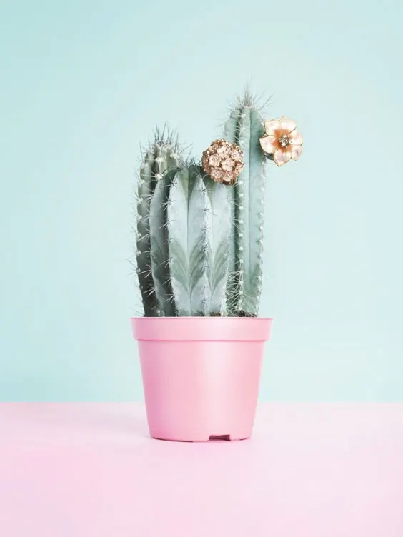 Cactus in Pink Pot, minimal, organic, pastel
