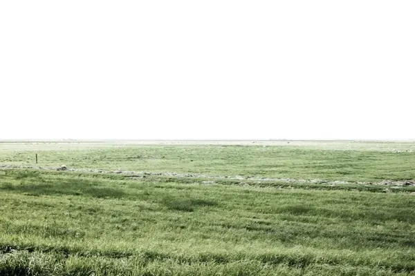 Grassy Field Landscape, minimal, photographic, light