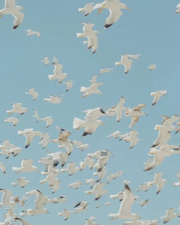 Abstract White Bird Pattern, minimal, flat, light