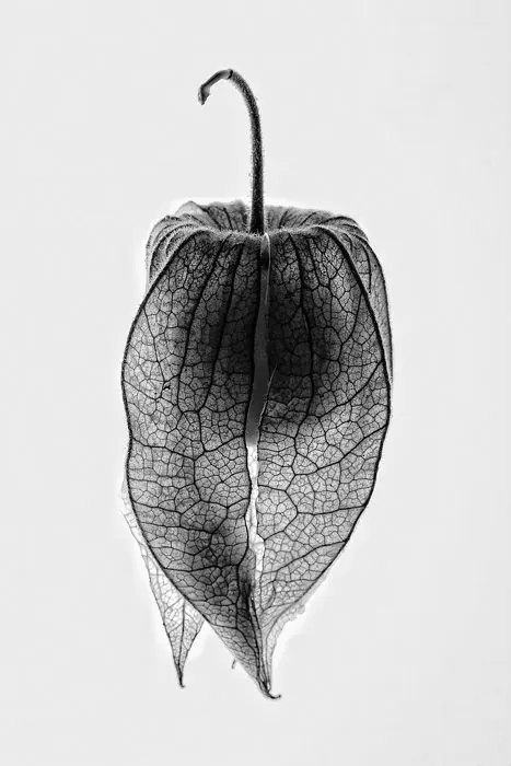 Botanical Line Art Illustration, minimal, organic, monochrome