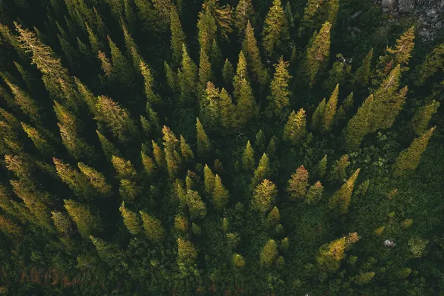 Aerial Forest Canopy, organic, photographic, dark
