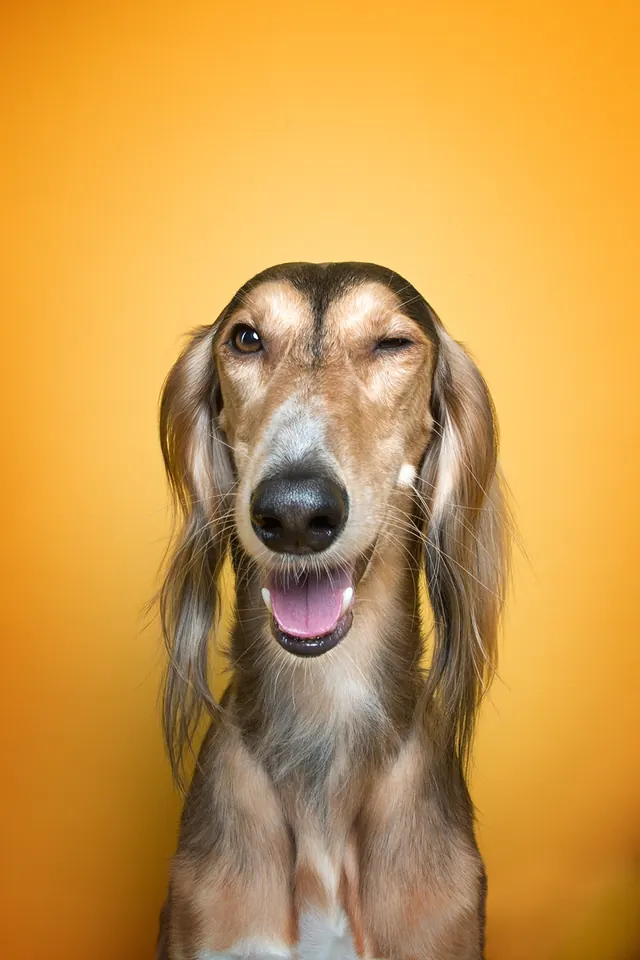 Dog Portrait on Yellow Background, photographic, playful, vibrant