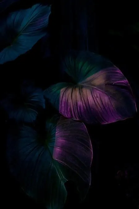 Abstract Tropical Leaf Gradient, organic, gradient-heavy, dark