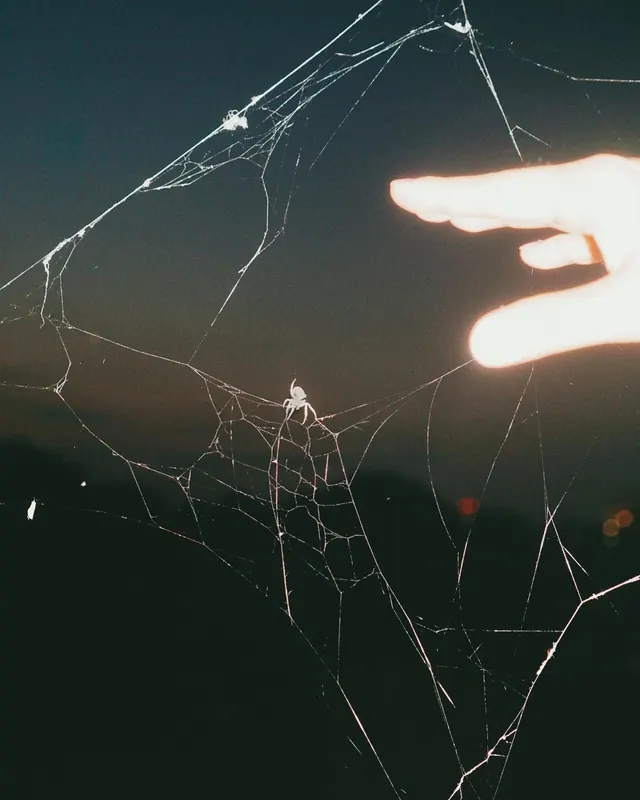 Spider Web and Finger Photograph, photographic, organic, dark