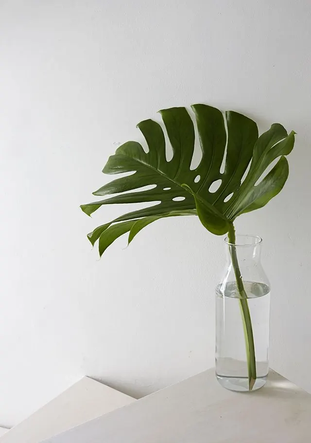 Monstera Leaf in Glass Vase, minimal, organic, light