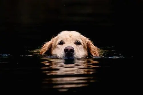 Golden Retriever in Water, photographic, organic, dark