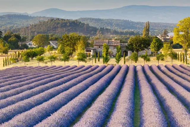 Lavender Field Landscape, photographic, organic, vibrant