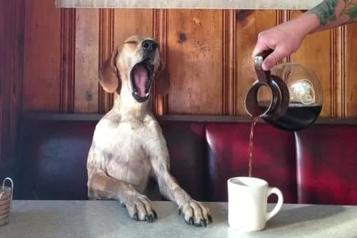 Dog with Coffee Pour, playful, photographic, warm