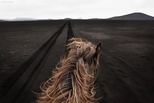 Horse in Desert Landscape, photographic, minimal, dark