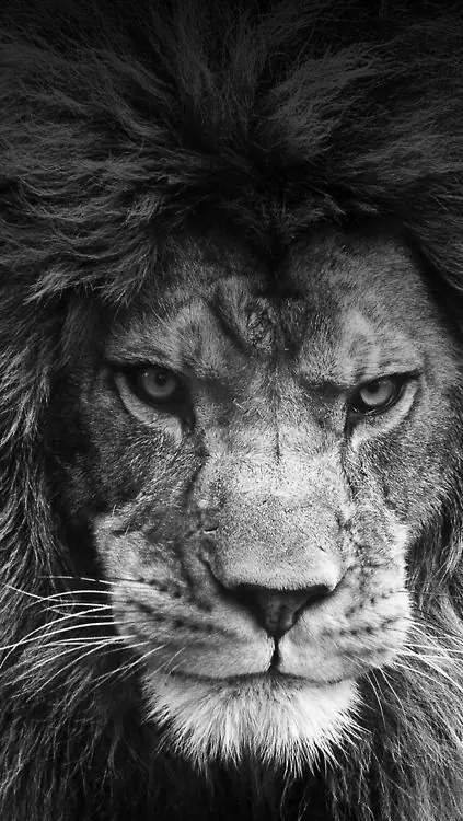 Monochrome Lion Portrait, monochrome, photographic, monochrome
