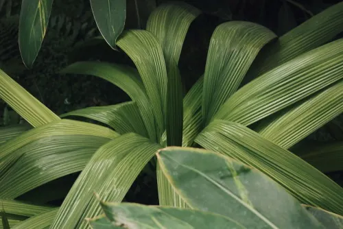 Tropical Foliage Close-up, organic, photographic, vibrant