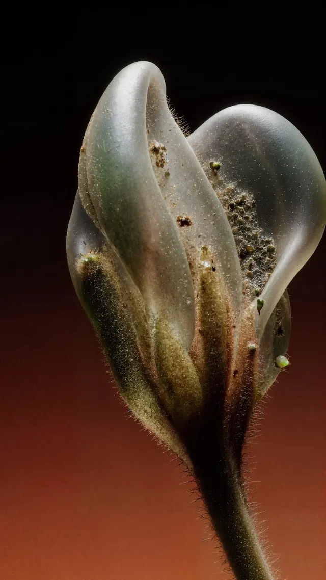Macro Seed Pod Photograph, organic, photographic, dark