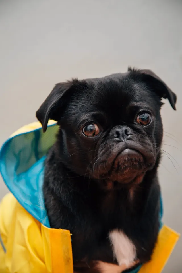 Pug in Yellow Raincoat, photographic, playful, high-contrast