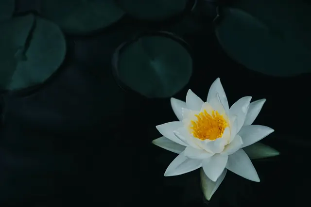 White Water Lily on Dark Water, organic, photographic, dark
