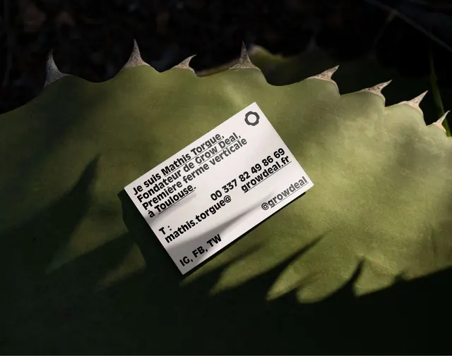 Typography and Leaf Mockup, minimal, organic, dark