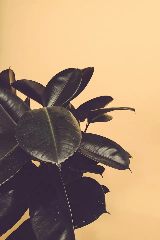 Monochrome Leaf Photography, minimal, organic, monochrome