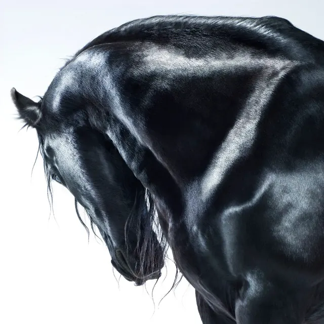 Black Horse Close-up, photographic, luxury, dark