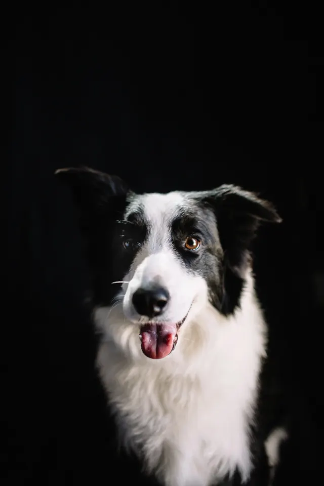 Border Collie Portrait, photographic, dark-mode, dark