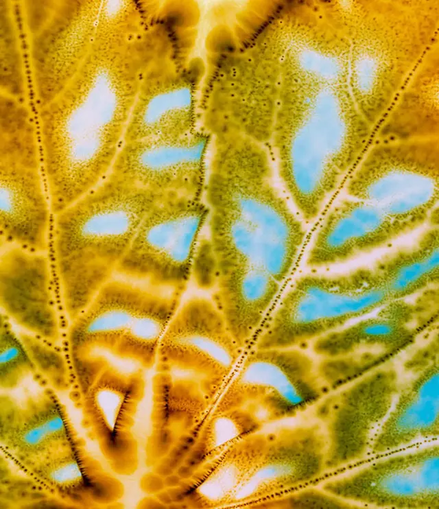 Organic Leaf Vein Pattern, organic, abstract, vibrant